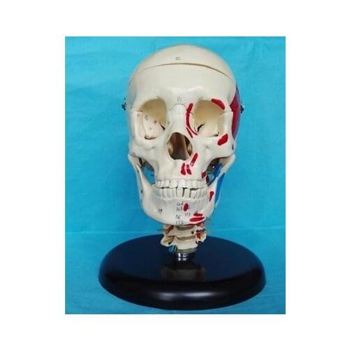 Skull color separation coding model Medical teaching aids free shipping