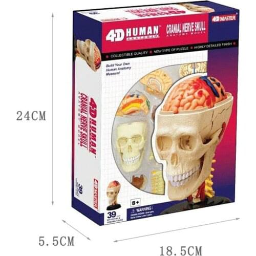 Human skull anatomy 4D master puzzle assembly toys Medical models