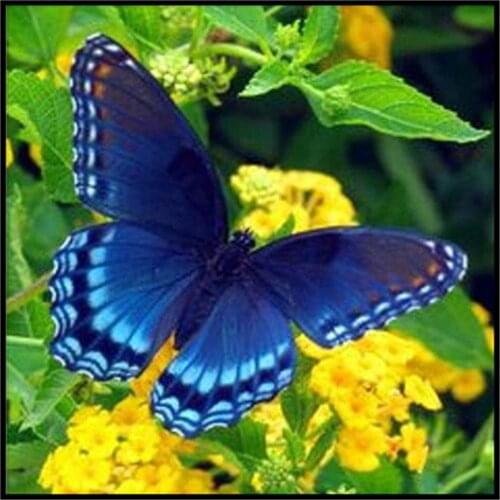 Cartoon Animal Parrot Owl Bird Pre-Printed 11CT Cross Stitch DIY Embroidery Full Kit DMC Threads Knitting Handmade Floss