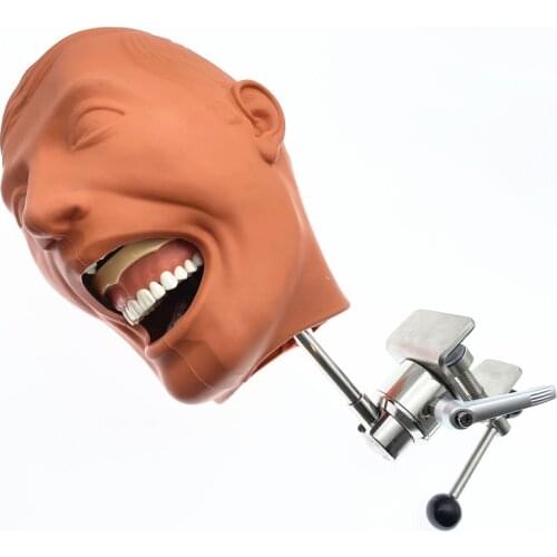 Teeth Model Dental Manikins Phantom Head Model Simulation Training Model for Dental Teaching Training
