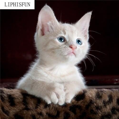 5D DIY Diamond Painting kit Square Resin Rhinestone Embroidery Cross Stitch Arts for Craft Home Wall Decor Cat