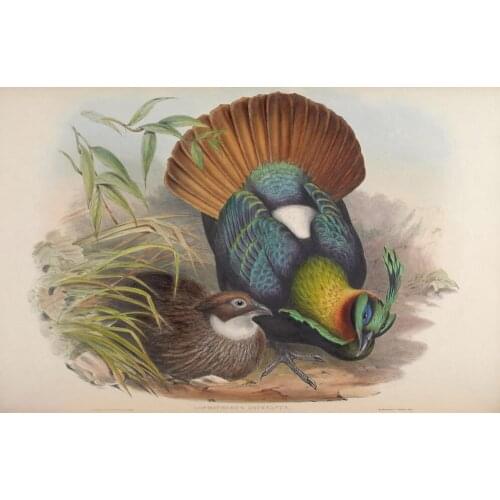 Pastoral animal birds pretty feather grass scenery oil painting canvas printings printed on canvas wall art decoration picture