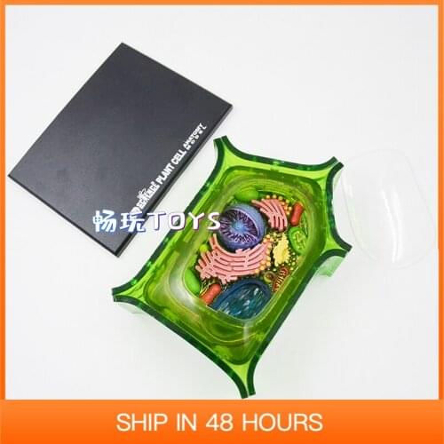4d Plant Cell Model Biological Anatomy DIY Gift Children Toy Zoo Decoration Museum Used Tool Educational