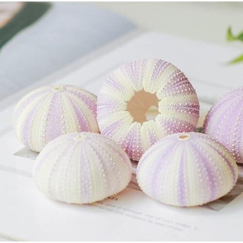 Free Shipping(6pcs/lot)Natural Dream Purple Sea Urchin Natural Shell Conch Beach Wedding Decoration Coastal Home Decoration