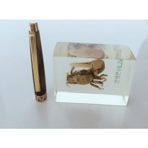 True Tidal Crabs Appearance Embedded Specimen Transparent Resin Reptile Animals Biology Specimen Model Creative Resin Handicraft