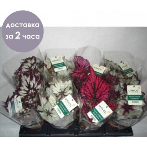 ПРОСТОЦВЕТЫ 