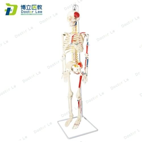 85 cm flexible human skeleton model with numbers for the orthopaedic teaching, spinal column models for simplified education