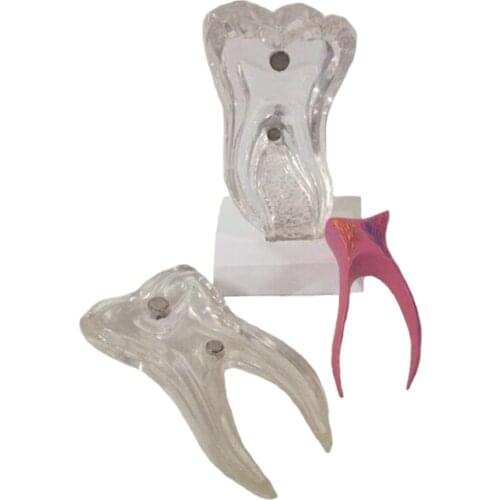 Six Times Teeth Model Professional Teaching Tool for Rearch Study