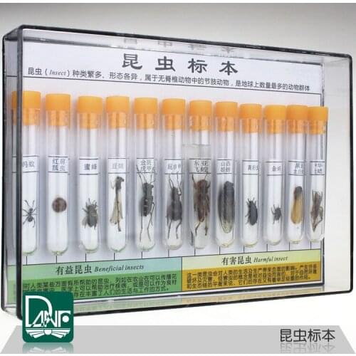 12 kinds of Insect specimens primary school science teaching instruments gifts