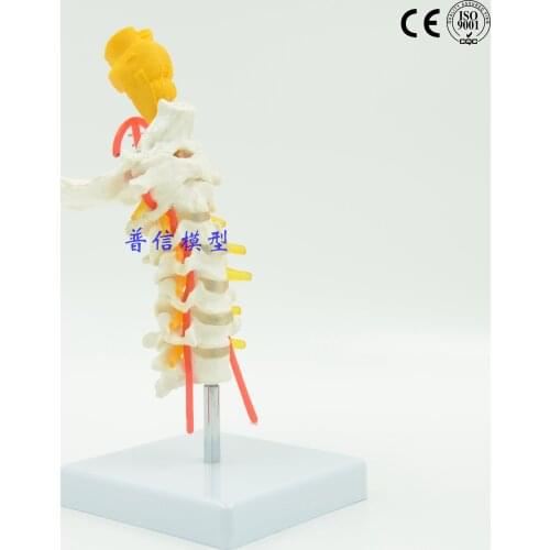 Free shipping&Cervical spine model, cervical spine model, brainstem, spinal model, medical department of orthopedics