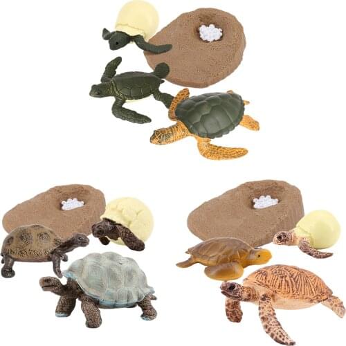 Simulation Animals Life Cycle Figurines Sea Animals Turtle Growth Cycle Play Toys Model Set Figures