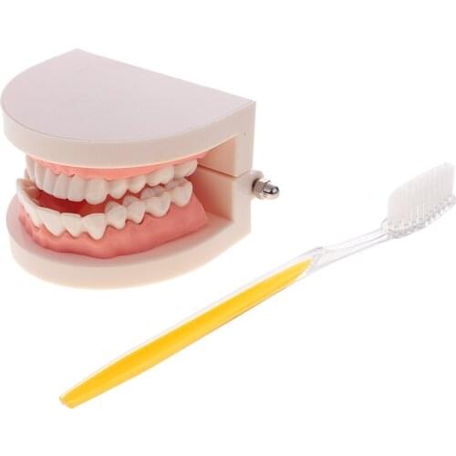 Oral Implant Teeth Model Study Teach Standard Model with Removable Teeth