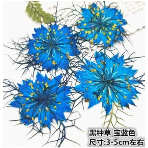 Grass Specimen Glue Dried Flowers Home Decoration Diy Manual Flower Wall Natural Flower Material Mothers Day Plants Chrismas