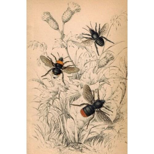 Lot style Choose BEE Art print Silk poster Home Wall Decor