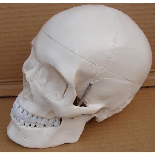 1 : 1 natural size human adult skull model model Medical use free shipping