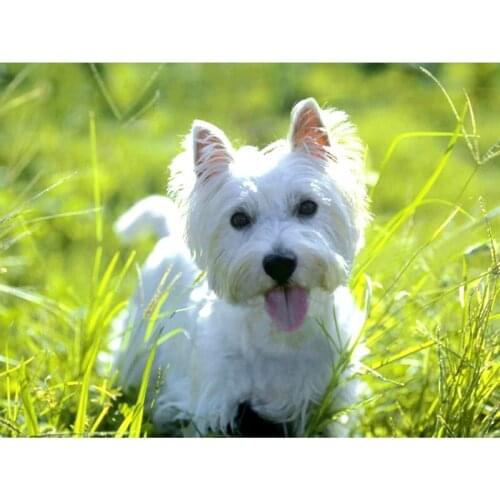 5D DIY Diamond diamante west highland white terrier Diamond painting cross stitch dog Full Square Dog Cute Wall Stickers