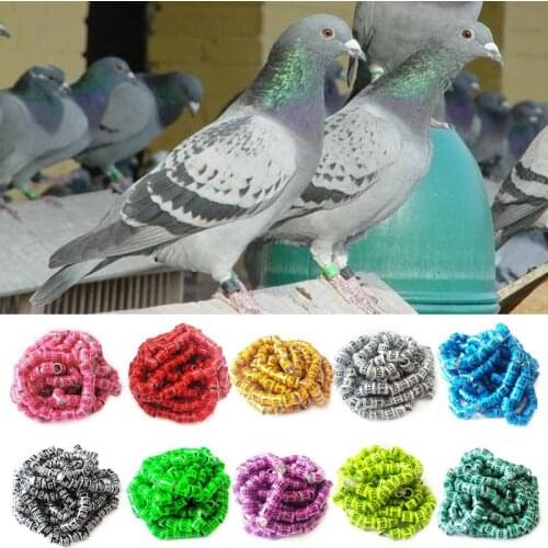 100 Pcs Mix Color Bird Foot Ring Species Identify Dove Bands Training Rings Pet Bird Label Sign for Pigeon Dove Bantam Lovebirds