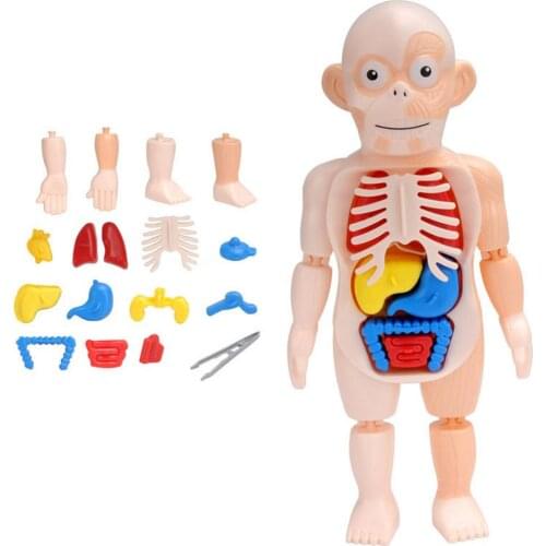 Children Science And Education Human Organs Model DIY Assembled Enlightenmen Toys Kids Educational Toys For Children Gifts