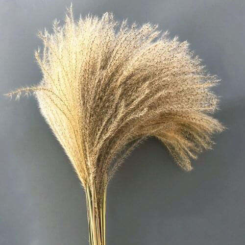10/20/30 Pcs Natural Reed Small Pampas grass Dried Flower Dried Flower Setaria Home Wedding Indoor Decoration Props