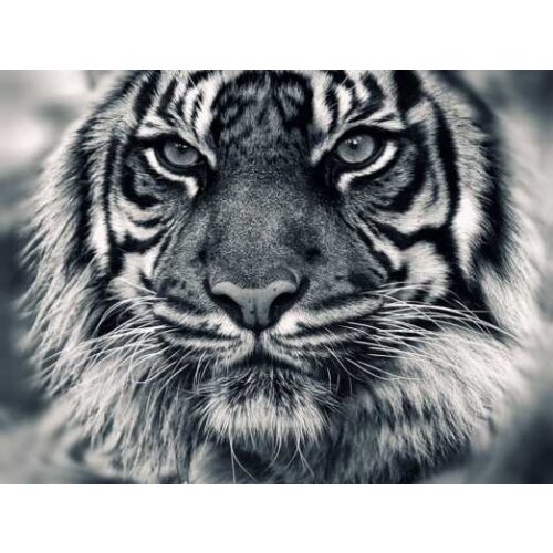 Posters And Prints Wall Art Canvas Painting Wall Pictures For Living Room Nordic GeometricTiger Head Decoration XJDP-28