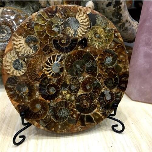 Natural ammonite shell fossil disc Madagascar Reiki healing quartz crystal as friend gift