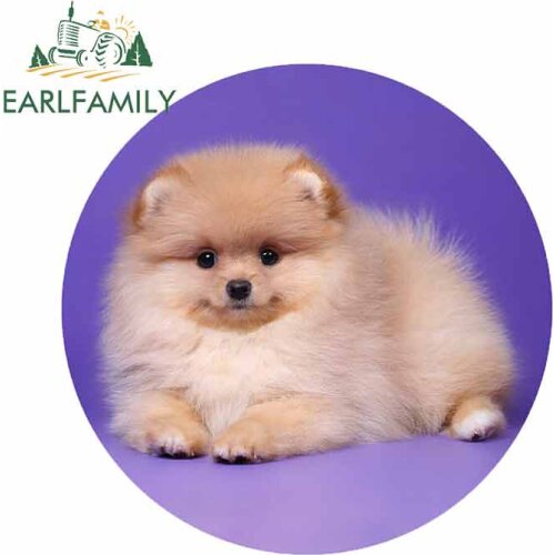 EARLFAMILY 13cm x 13cm for Pomeranian Spitz Dog Puppy Fluffy Graffiti Sticker DIY Occlusion Scratch Repair Waterproof VAN Decal