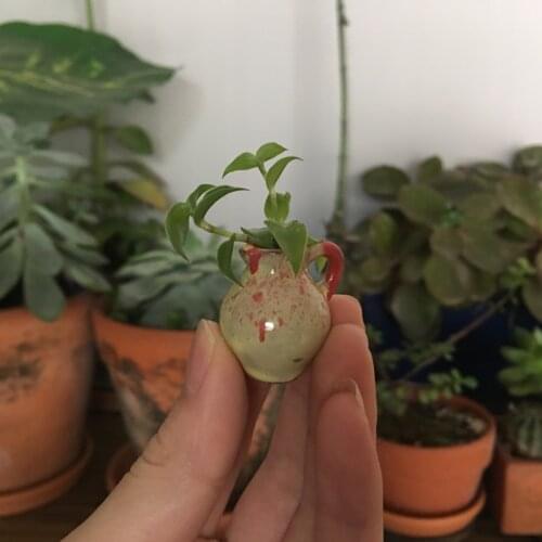 Succulents Plant Pot Micro Cute Mini Bonsai Small Flower Pots Cartoon Planter Home Garden Decor Ornament