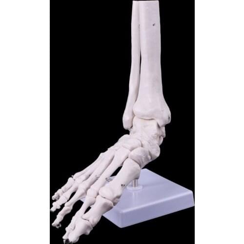 Life size Foot Ankle Joint Anatomical Skeleton Model Display Study Tool Dropship