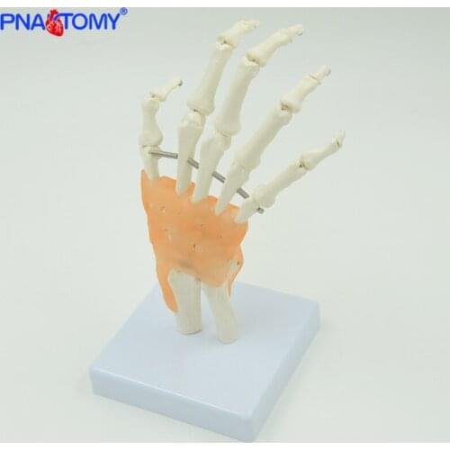 1:1 Scale Hand Bone Model with Ligaments Plastic Hand Skeleton Anatomy Model Medical Teaching Tool Educational Equipment
