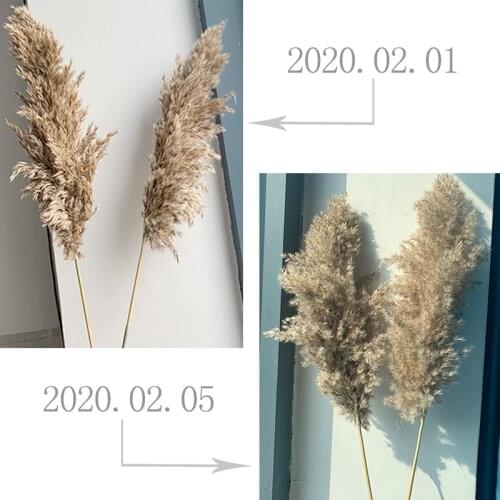 Pampas Grass Plants Large Size Tall 19-22‘’ For Home Decor Wedding Flowers Bouquet Natural Phragmites Dried Flowers