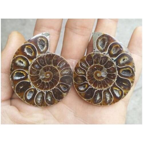 Ammonite Fossil Specimen Shell Mineral Healing Madagascar