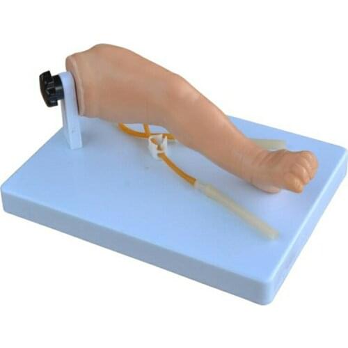 Medical Science Subject Simulator Series Advanced infant venipuncture leg