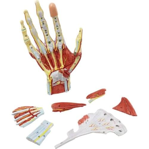 Human Hand Skeleton Anatomy Model with Muscle Ligament Nerve Blood Vessel Medical Science Teaching Resources Dropshipping