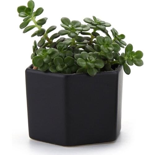 Ceramic Six Semi Luster Surface Succulent Cactus Plant Pot Flower Pot/container/planter Matte Black