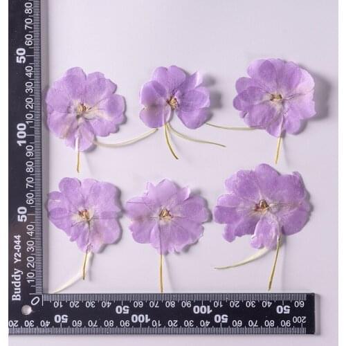 250pcs Pressed Dried Flower Impatiens Wallerana Hook Herbarium For Epoxy Makeup Jewelry Postcard Invitation Card Phone Case DIY