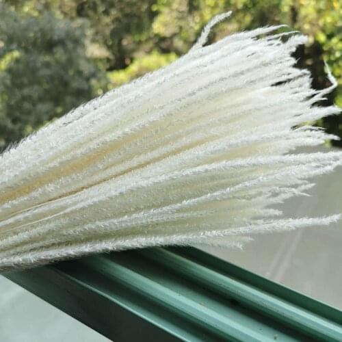 200pcs/35-40cm,Natural Dried Grass Reed Flower,Real Display Bulrush For Wedding Party Home Decoration accessories,arrange flower