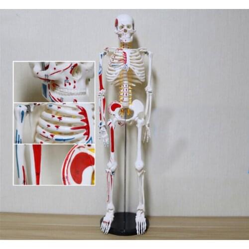 85cm Simulation human skeleton teaching model with digital mark and nerve colored muscle detachable skeleton model