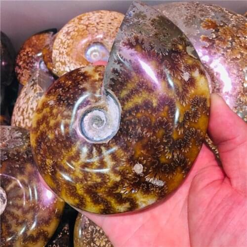 260-1000g Natural AMMONITE PRETTY NAUTILUS MADAGASCAR FOSSIL SPECIMEN HEALING free shipping