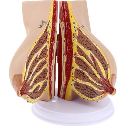 Mother Suckling Period Women Breast Model Breast Feeding Display Model For Nursing Training Educational Tool