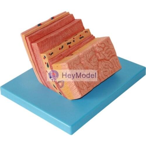 HeyModel Stomach wall level Anatomical model