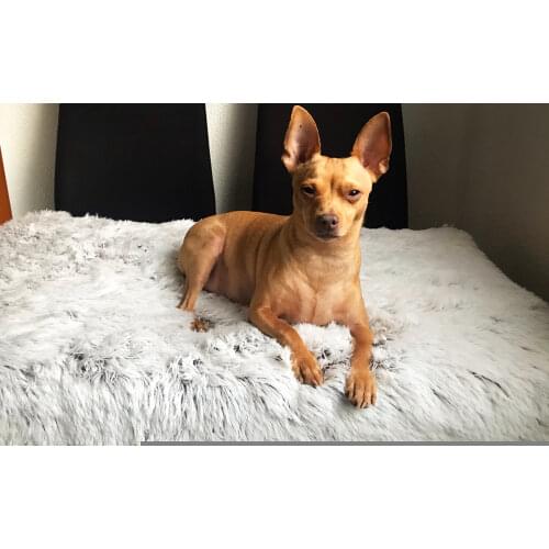 Large Orthopedic Dog Bed Soft Plush Pet Mattress Memory Foam Sofa with Removable Washable Cover Mat Cushion for Large Cat Dogs