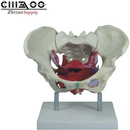 Life Size Human Female Pelvic Muscles and Organs Anatomical Model