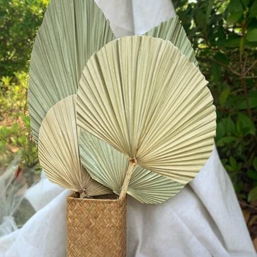 Dried Palm Leaf Oderless Shop Window Party Wedding DIY Wall Decor Dried Flower Palm Leaf