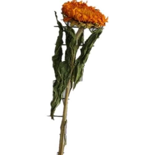 2pcs Natural original dried sunflowers dried real teddy sunflowers home wedding DIY decor flowers