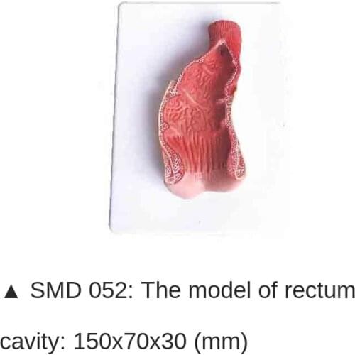 SMD052 Rectal cavity