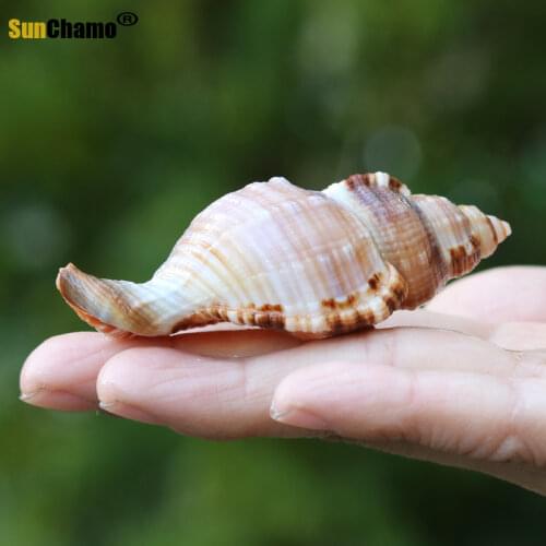 Natural Shell Conch Wedding Platform Office Fish Tank Landscaping Aquarium Mediterranean Decorative Hair Conch Ornaments Crafts