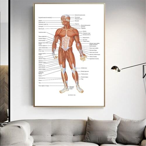 Canvas Print Living Room Home Decor Skeletal System Poster Anatomical Chart Human Body Skeleton Medical Art Studio Wall Decor