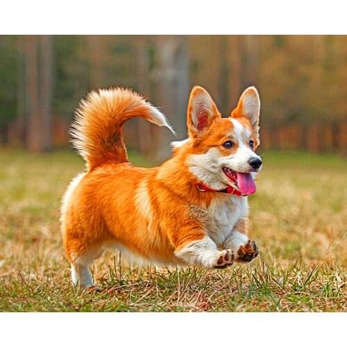 《Running orange dog》 picture painting by numbers home decor birthday present quadros decorativos