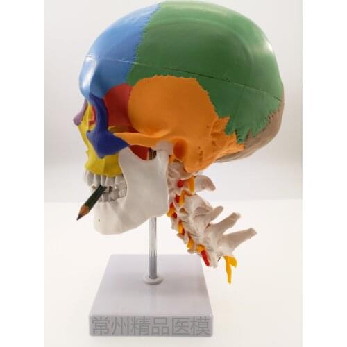 Skull model with cervical spine simulation color skull functional partition educational model