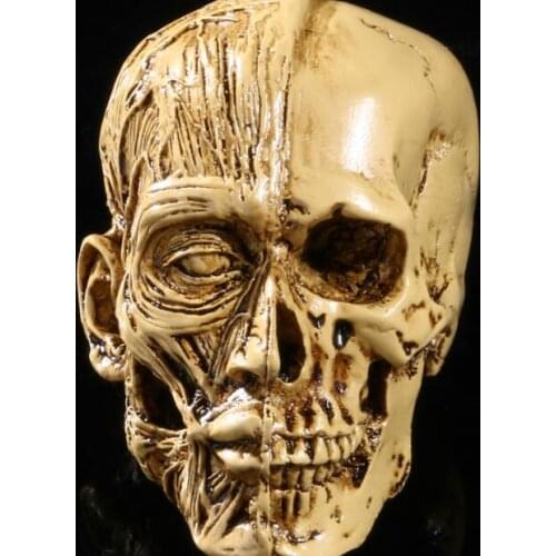 Artistic Sketch resin skull model high precision model of human musculoskeletal Home Decoration